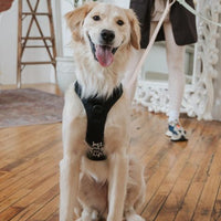 Dexypaws No-Pull Dog Harness, Black (NEW)