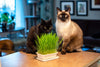 Fog Farms Wheat Cat Grass (NEW) SALE