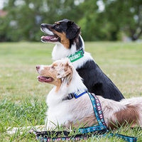 Canine Friendly - Bark Notes - Friendly - Natural Pet Foods