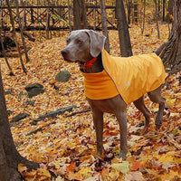 Chilly Dogs - Rainslicker - Yellow - Natural Pet Foods