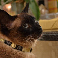 Rogz Cat Collars - Glamcat - small SALE - Natural Pet Foods