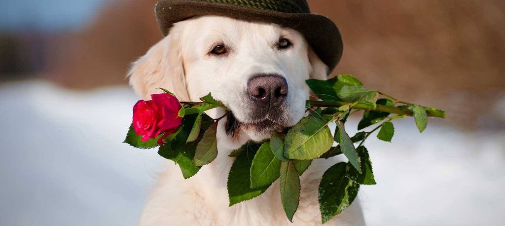 Great Valentines Gifts for the Dog-Lover or Cat-Lover in Your Life!