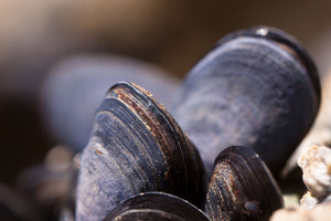 New Zealand Green Lipped Mussel - Amazing For Joint Health!