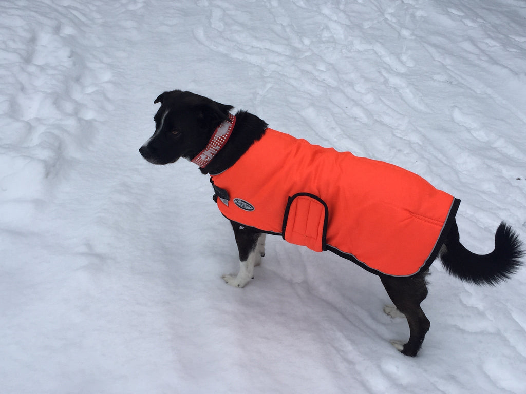 Selecting the Right Winter Coat For Your Dog