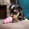 Kong® Puppy Dog Toy