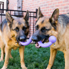 Kong® Ogee Stick Assorted Dog Toy