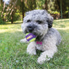 Kong CrunchAir Balls Medium 3pk