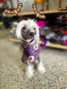 Riley & Rex Fright Night Pet Costume Set Headband & Bandanna