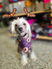 Riley & Rex Fright Night Pet Costume Set Headband & Bandanna