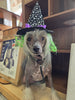 Riley & Rex Fright Night Pet Costume Witch Hat with Hair