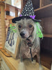 Riley & Rex Fright Night Pet Costume Witch Hat with Hair