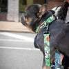 Coastal Sublime Tattoo Sleeve Leash 1" x 6'