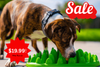 Company of Animals Slow Feeder SALE