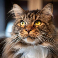 Baci Hairball - Finicky Cat 85g