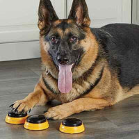 Talking Pet Next Words