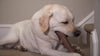 Bonetics Stick - Wood Scented