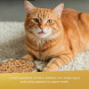Evanger's EVX Restricted Diet Magnesium - Chicken in Broth for Cats 5.5 oz