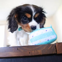 Li'l Pals® Birthday Combo, Teal- Bandana, Bow, & Toy Dog