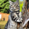 Travel Cat "The True Adventurer" Reflective Cat & Kitten Harness and Leash