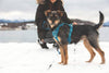 RC Pets Momentum Control Harness Black
