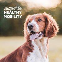 Cloud Star® Dynamo Dog® Hip & Joint Grain Free Soft Chews with Bacon Functional Dog Treat 14oz