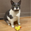SPOT® Love The Earth Barnyard Bird Assorted 4" Cat Toy