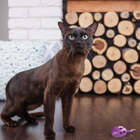 Aikiou Treat Toy Mouse