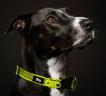TICKLESS® and JULIUS-K9® Anti-Tick Outdoor Collar