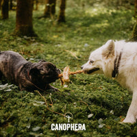 Canophera – Natural Desire To Chew – Dog Chew Stick Made of Coffee Tree Wood & Natural Coconut Husk