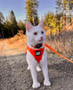 Travel Cat "The True Adventurer" Reflective Cat & Kitten Harness and Leash