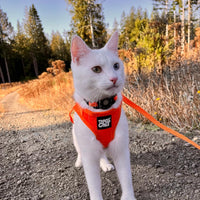 Travel Cat "The True Adventurer" Reflective Cat & Kitten Harness and Leash