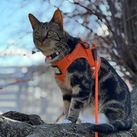 Travel Cat "The True Adventurer" Reflective Cat & Kitten Harness and Leash