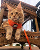 Travel Cat "The True Adventurer" Reflective Cat & Kitten Harness and Leash