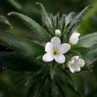 LIVSTRONG Omega-3 Ahiflower Seed Oil Cat & Dog Health Support 226 gm SALE