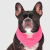 Canada Pooch® Chill Seeker Cooling Bandana Neon Pink