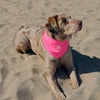 Canada Pooch® Chill Seeker Cooling Bandana Neon Pink