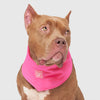 Canada Pooch® Chill Seeker Cooling Bandana Neon Pink