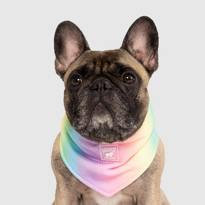 Canada Pooch® Cooling Bandana Rainbow