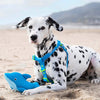 Canada Pooch® Cooling Pals Dolphin