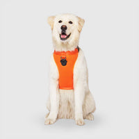 Canada Pooch® The Everything Harness Mesh Series Orange