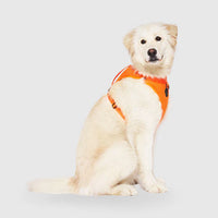 Canada Pooch® The Everything Harness Mesh Series Orange