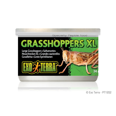 Exo Terra Canned Grasshoppers - XL - 34 g (1.2 oz)