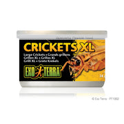 Exo Terra Crickets - XL - 34 g (1.2 oz)