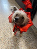 Riley & Rex Fright Night Pet Costume Satin Vampire Cape