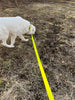 Flexi Lead Giant 8 M Dog Leash SALE