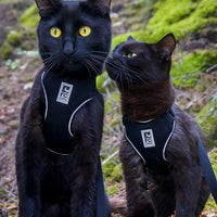RC Pets Adventure Kitty Harness - Black