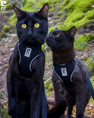 RC Pets Adventure Kitty Harness - Black