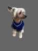 Lookin' Good Dog Sweater - Blue SALE