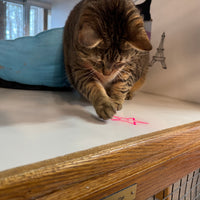 Riley & Rex 7 Function Flashlight & Laser Pointer (NEW)