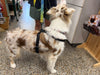Sporn Simple Control Harness SALE